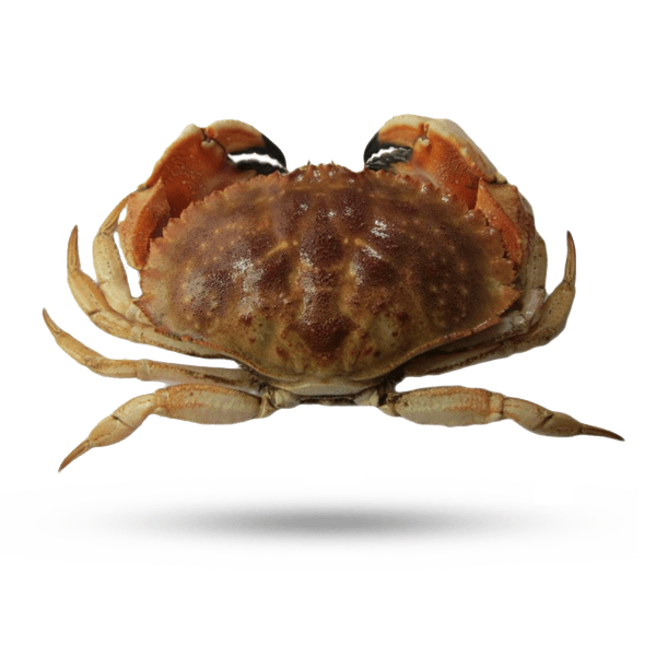 jonah-crab.png